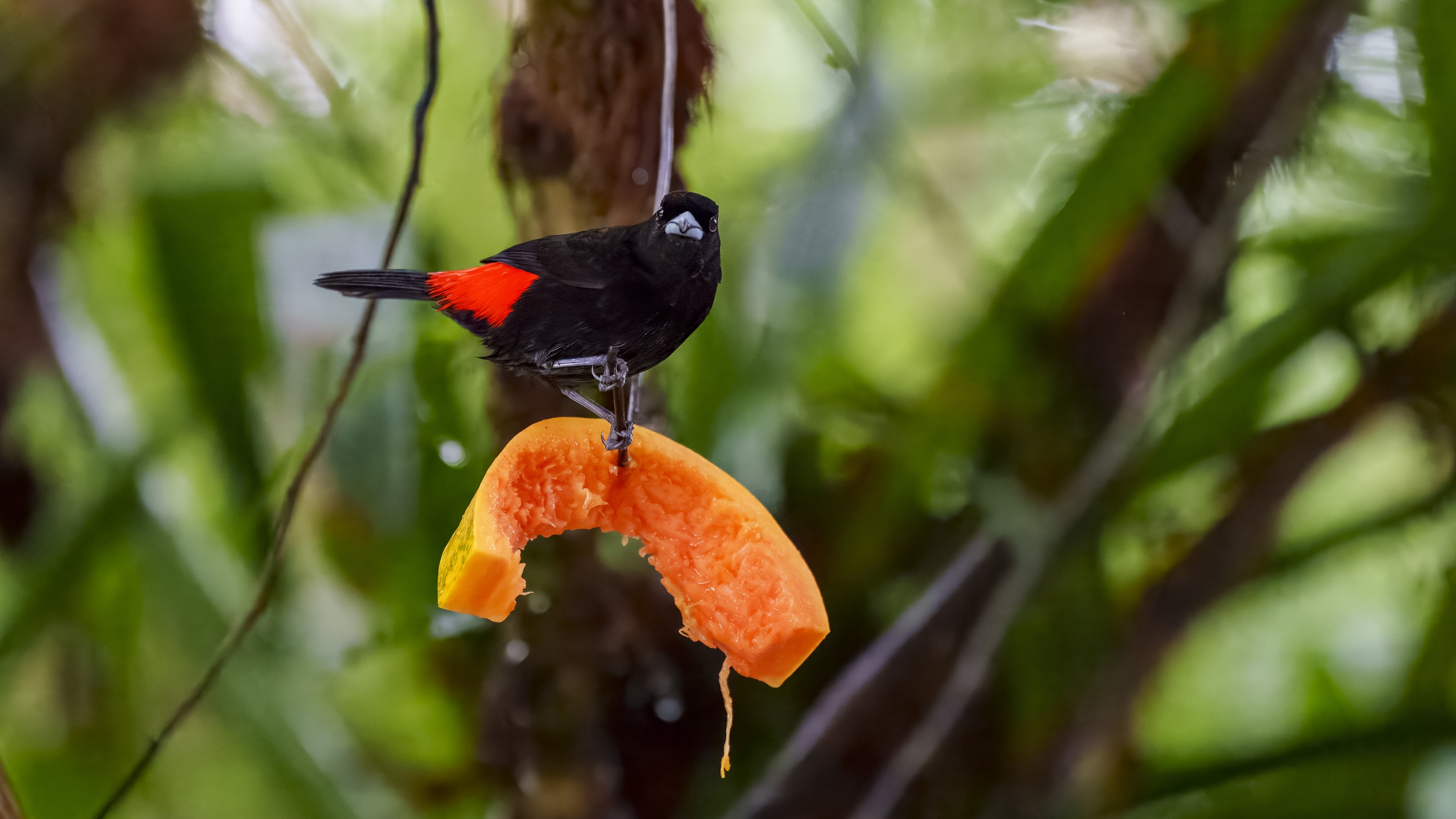 Kirsch- oder Cherrietangare - Ramphocelus passerinii costaricensis - Scarlet-rumped Tanager (costaricensis) - Tangara Costarricense
